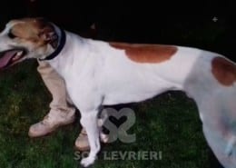 James - Greyhound