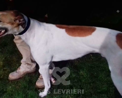 James - Greyhound