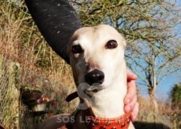 Maud - Greyhound