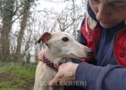 Polly - Whippet