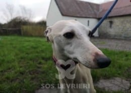 Polly - Whippet