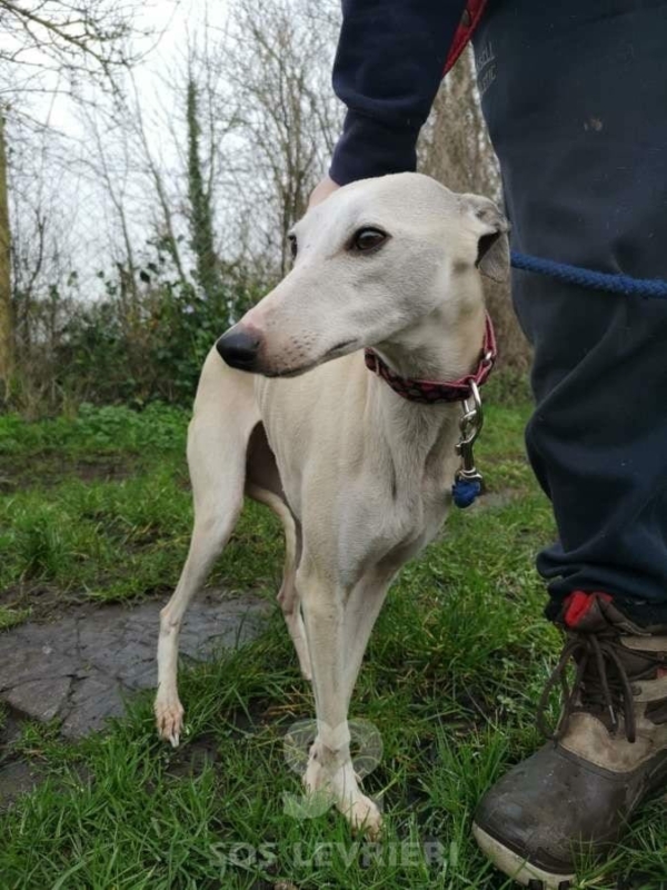 Polly - Whippet