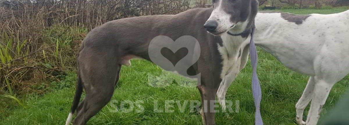 Ramone - Greyhound