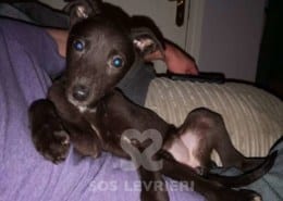 Roisin Dubh - Greyhound
