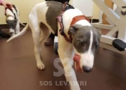 Sunny - Greyhound