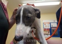 Sunny - Greyhound