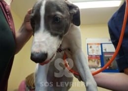Sunny - Greyhound