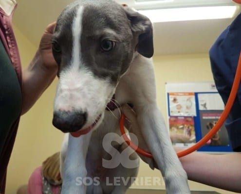 Sunny - Greyhound