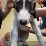 Sunny - Greyhound