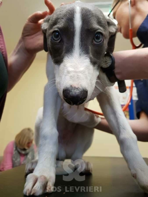 Sunny - Greyhound