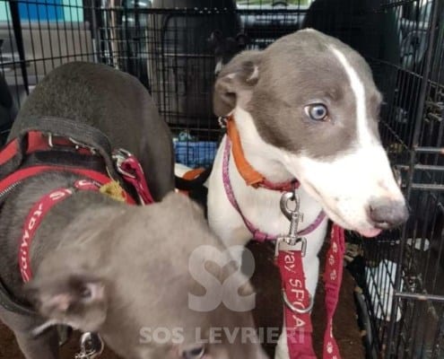 Sunny - Greyhound