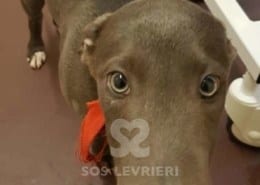 Tyler - Greyhound