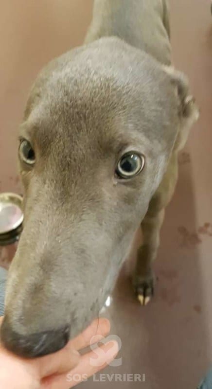 Tyler - Greyhound