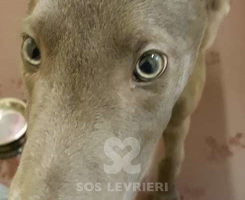 Tyler - Greyhound