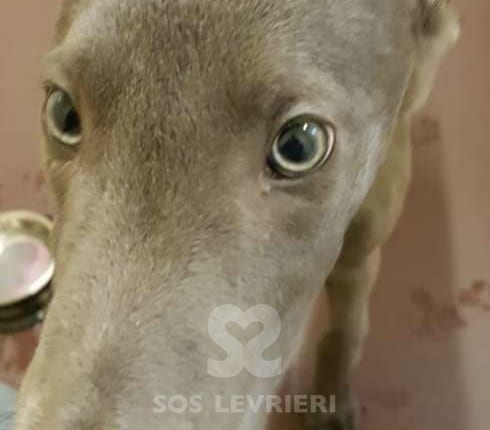 Tyler - Greyhound