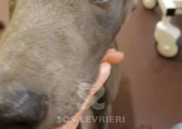 Tyler - Greyhound