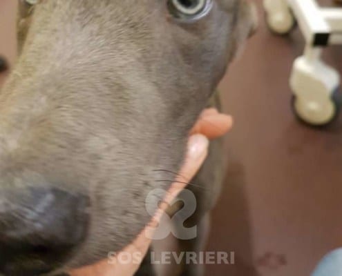 Tyler - Greyhound