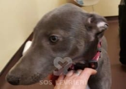 Tyler - Greyhound
