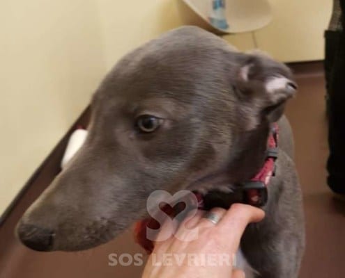 Tyler - Greyhound