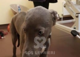 Tyler - Greyhound
