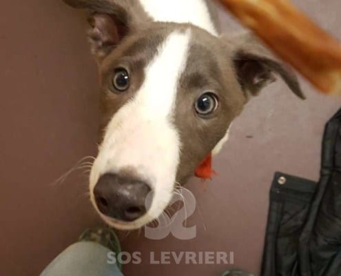 Zeus - Greyhound