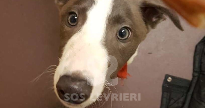 Zeus - Greyhound