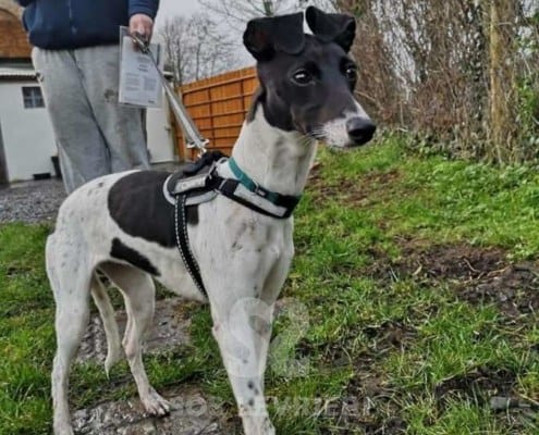 Coco - Whippet Mix