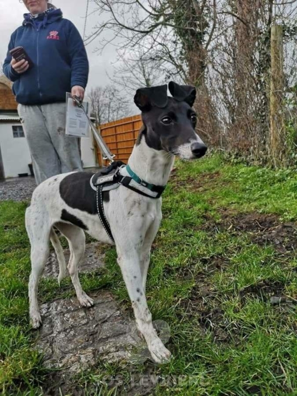 Coco - Whippet Mix