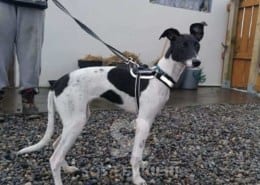 Coco - Whippet Mix