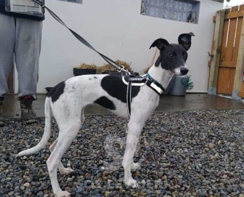 Coco - Whippet Mix