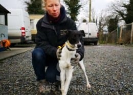 Coco - Whippet Mix