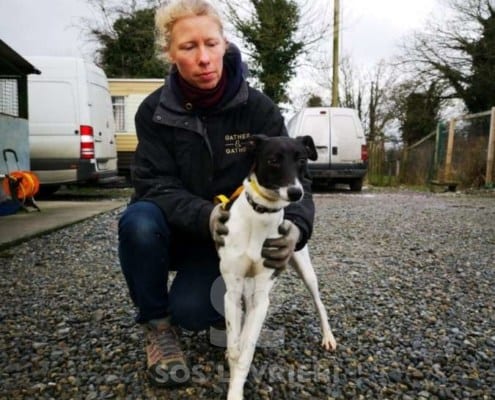 Coco - Whippet Mix
