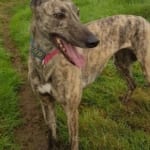 Giselle - Greyhound