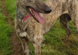 Giselle - Greyhound