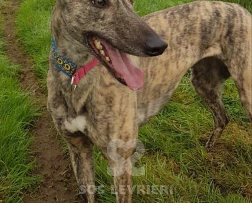 Giselle - Greyhound