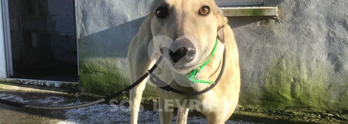 Hannah - Greyhound