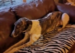 Quinn - Greyhound
