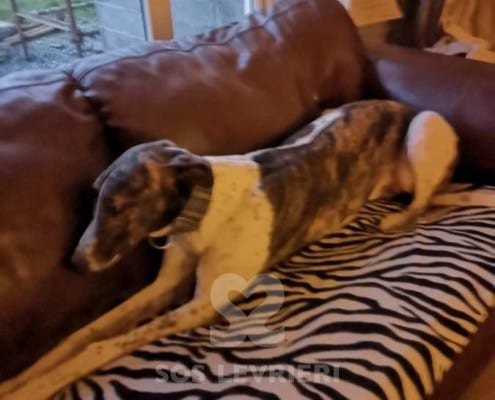 Quinn - Greyhound