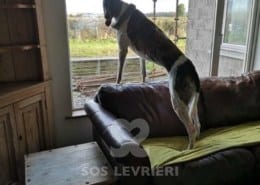Quinn - Greyhound