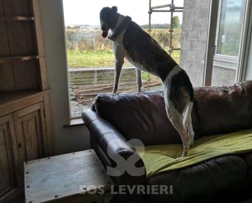 Quinn - Greyhound