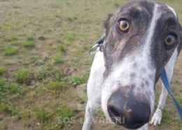 Quinn - Greyhound