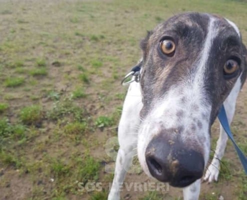Quinn - Greyhound