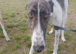 Quinn - Greyhound