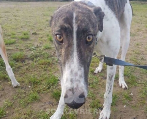 Quinn - Greyhound