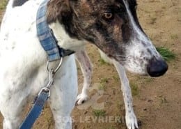 Quinn - Greyhound