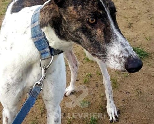 Quinn - Greyhound