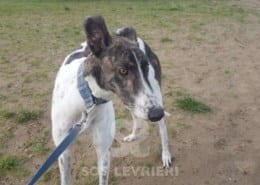 Quinn - Greyhound
