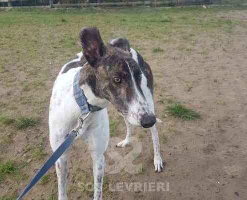 Quinn - Greyhound