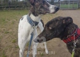Quinn - Greyhound