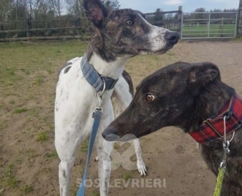 Quinn - Greyhound